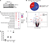 Reexpressed Par-4 alters the phosphorylation of cytoskeletal proteins and c