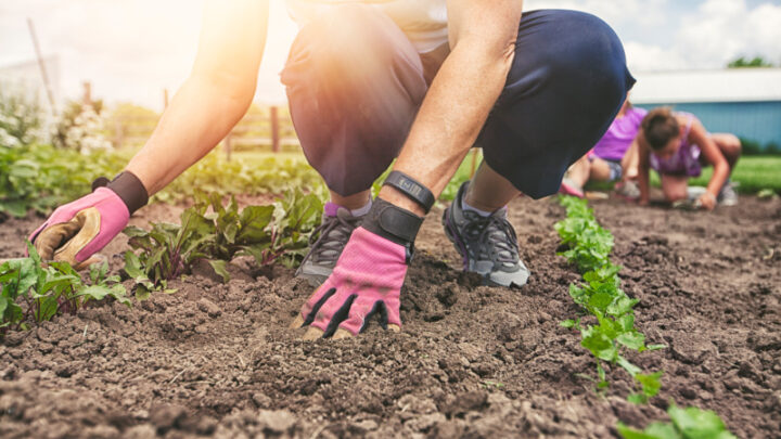 Fellow green thumbs praised the brilliant solution that transformed the daunting prospect of leaving plants unattended into a stress-free holiday for both gardeners and their flourishing leafy companions. Source: Getty Images. 