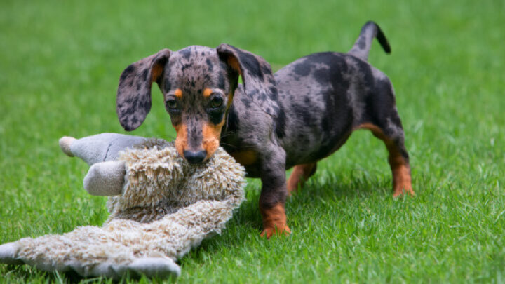 Sympathetic pet owners were quick to offer a variety of creative and unconventional solutions to curb the pup's destructive habits. Source: Getty Images. 