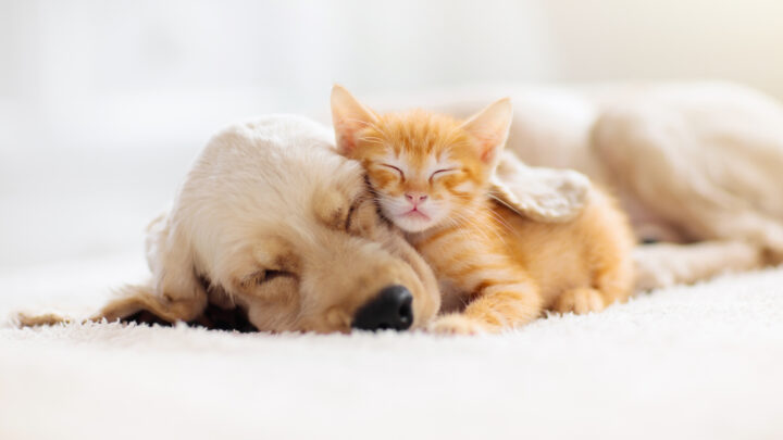 The age-old debate between cats and dogs has taken an intriguing turn, thanks to recent academic research. Source: Getty Images.