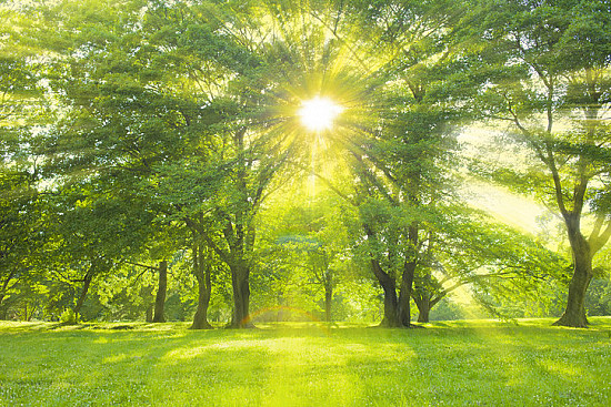 How do trees and green spaces enhance our health? featured image