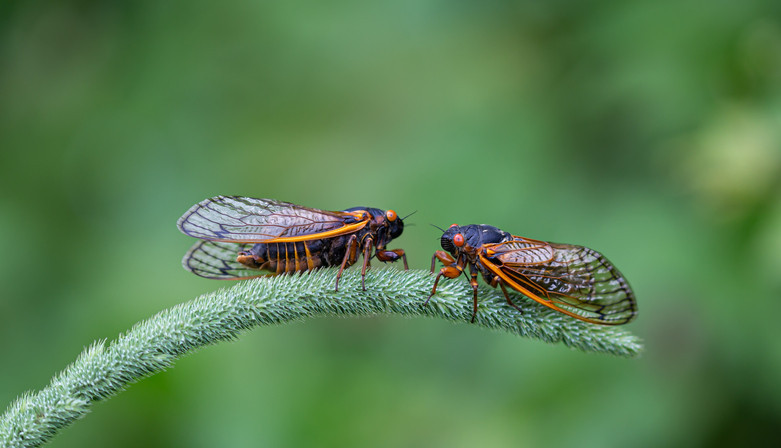 The cicadas are here: How's your appetite?