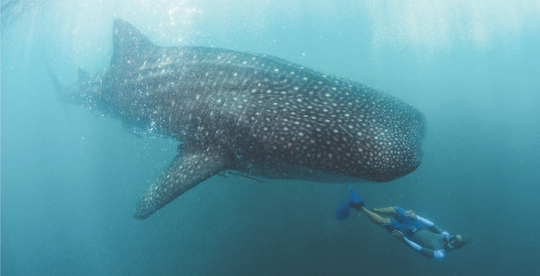 Whale shark in Donsol, the Philippines (Erwin Lim/Philippine Department of Tourism)
