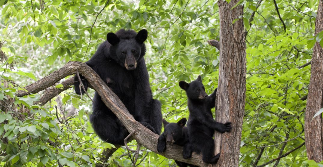 This city has seen the most black bear deaths in BC this year