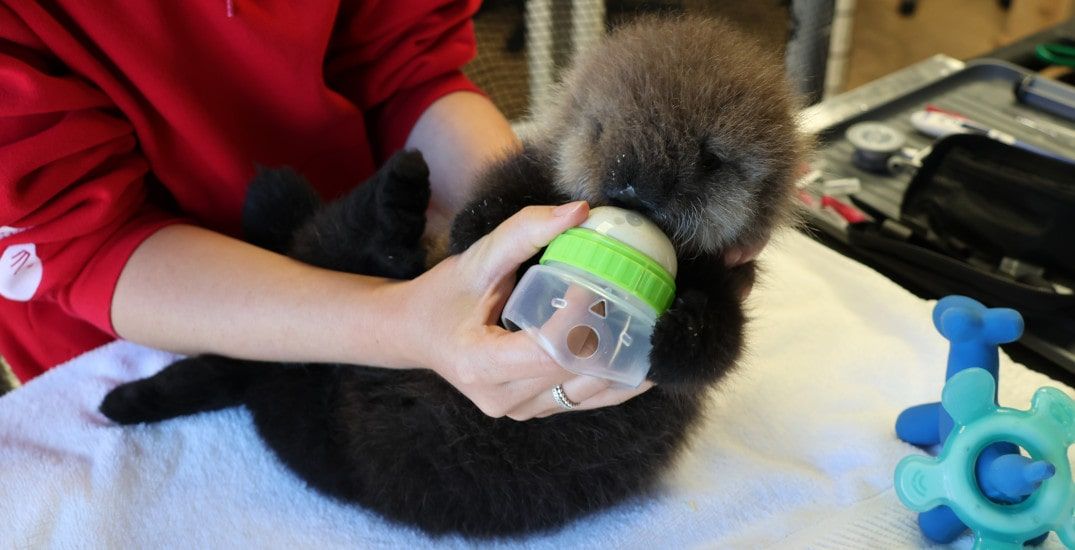 Baby sea otter in critical condition after rescue off Vancouver Island