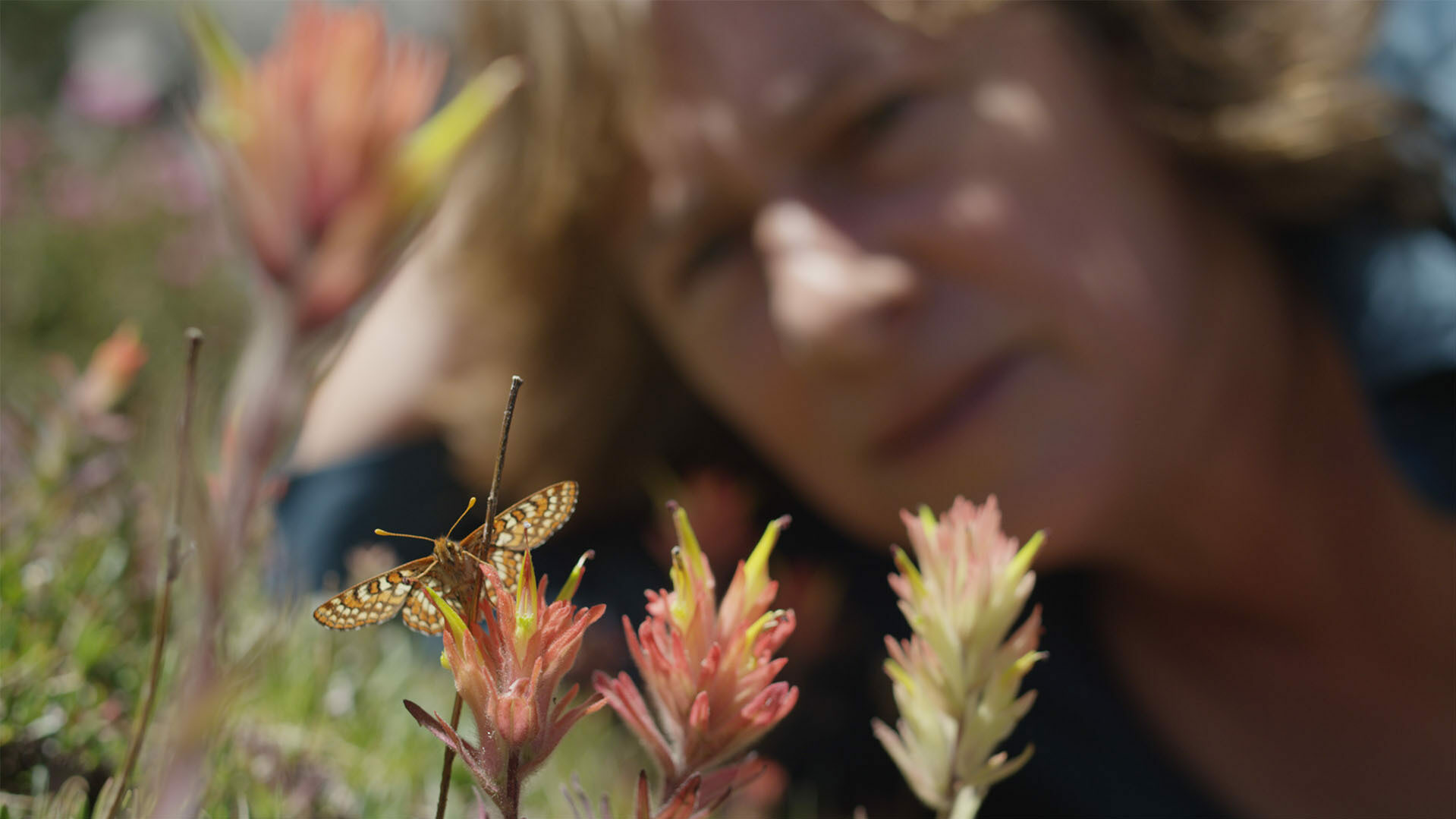 Exploring the Human Impact on Wildlife Species