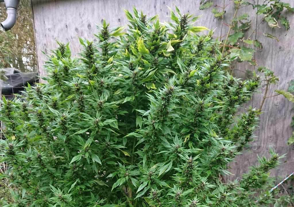 Outdoor stealth growing cannabis guide