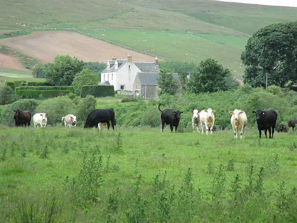 Cranshaws-Castle-luxurious-Scottish-getaway-Saying-hello-to-the-locals...-of-course-the-cows...