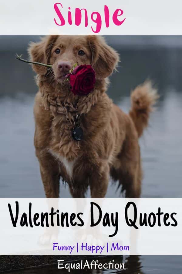 Single Valentines Day Quotes