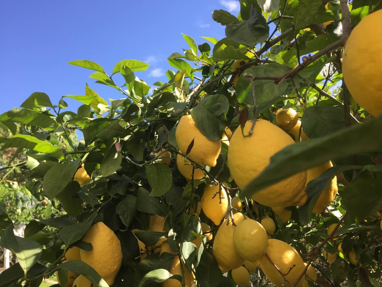 spanish lemons - Dream Property Marbella