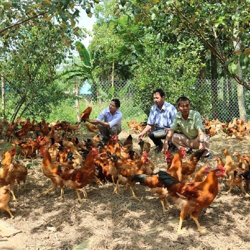 Kinh nghiệm mở trang trại nuôi gà 3