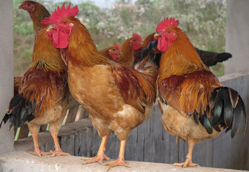 Kinh nghiệm nuôi gà ri hiệu quả đem lại giá trị kinh tế.