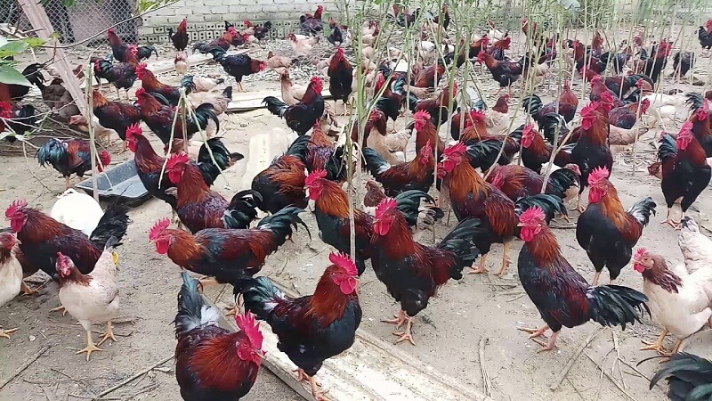 Giá thịt gà tại Hòa Bình