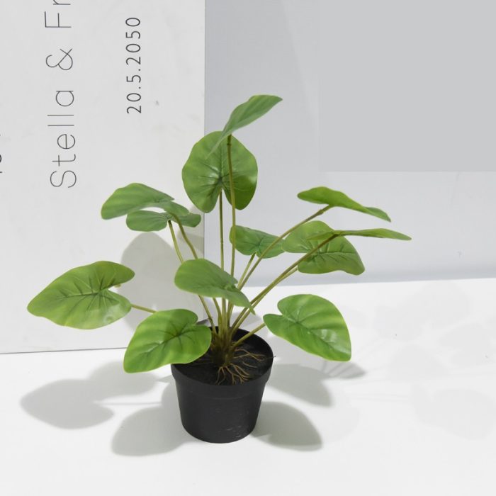 Planta scindapsus con 12 - Galerías el Triunfo - 025072097085