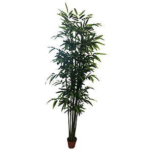 Planta en maceta - Galerías el Triunfo - 221001736208