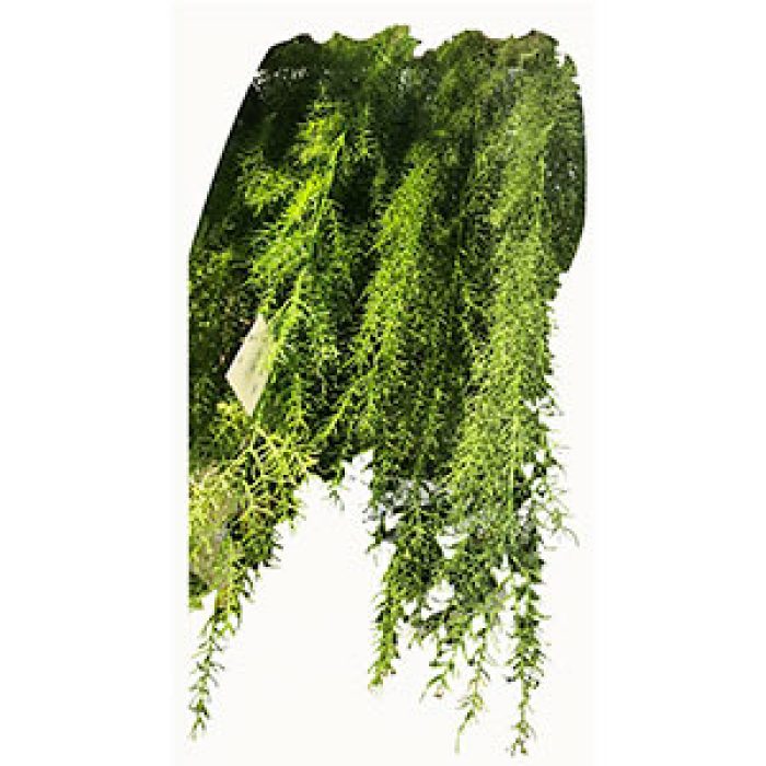 Vara de follaje verde - Galerías el Triunfo - 281001736002