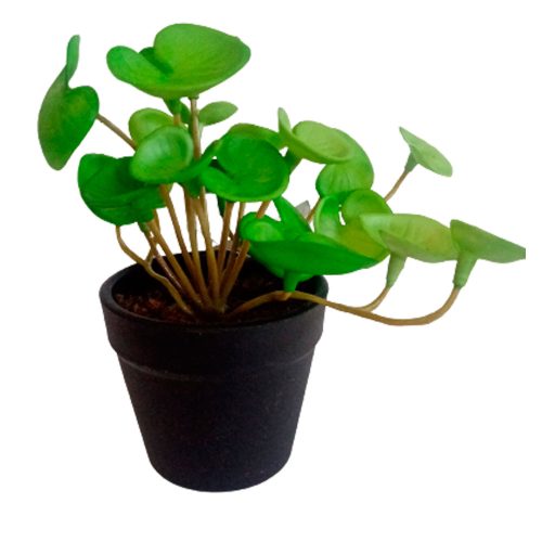 Planta pilea verde - Galerías el Triunfo - 022032494053
