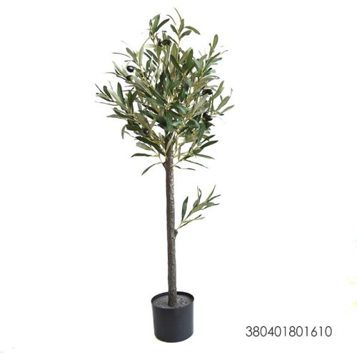 Árbol de Olivo verde - Galerías el Triunfo - 025072097077