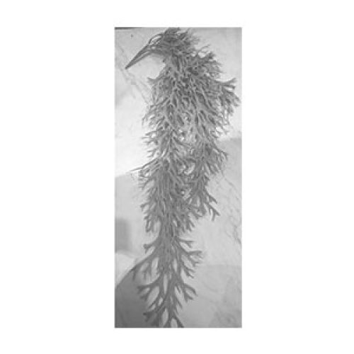Vara de algas blancas - Galerías el Triunfo - 221001736449
