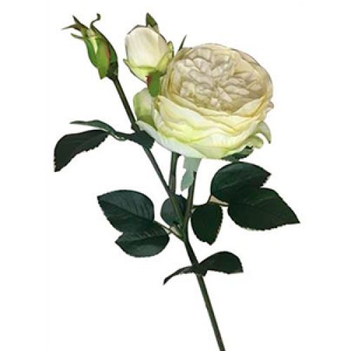 Vara de Rosas boton - Galerías el Triunfo - 241171736488