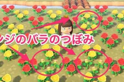 Yellow Rose x Red Rose = Orange Rose