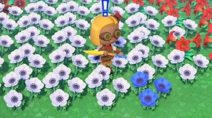 Growing the Blue Windflowers