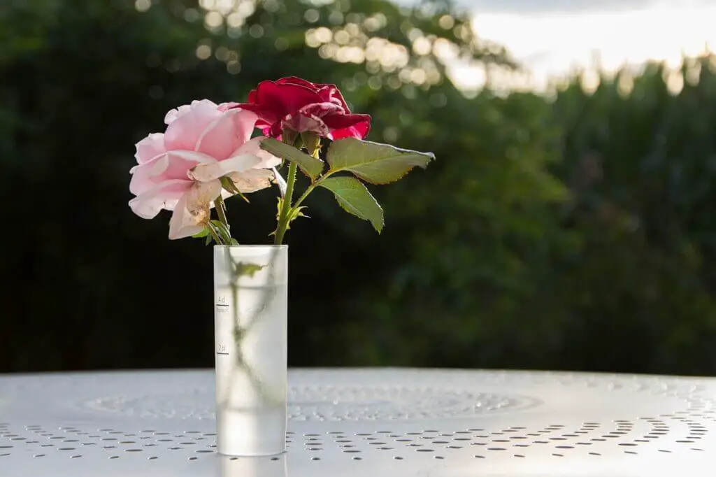 Jak długo róże utrzymają świeżość dzięki wodzie z cukrem?