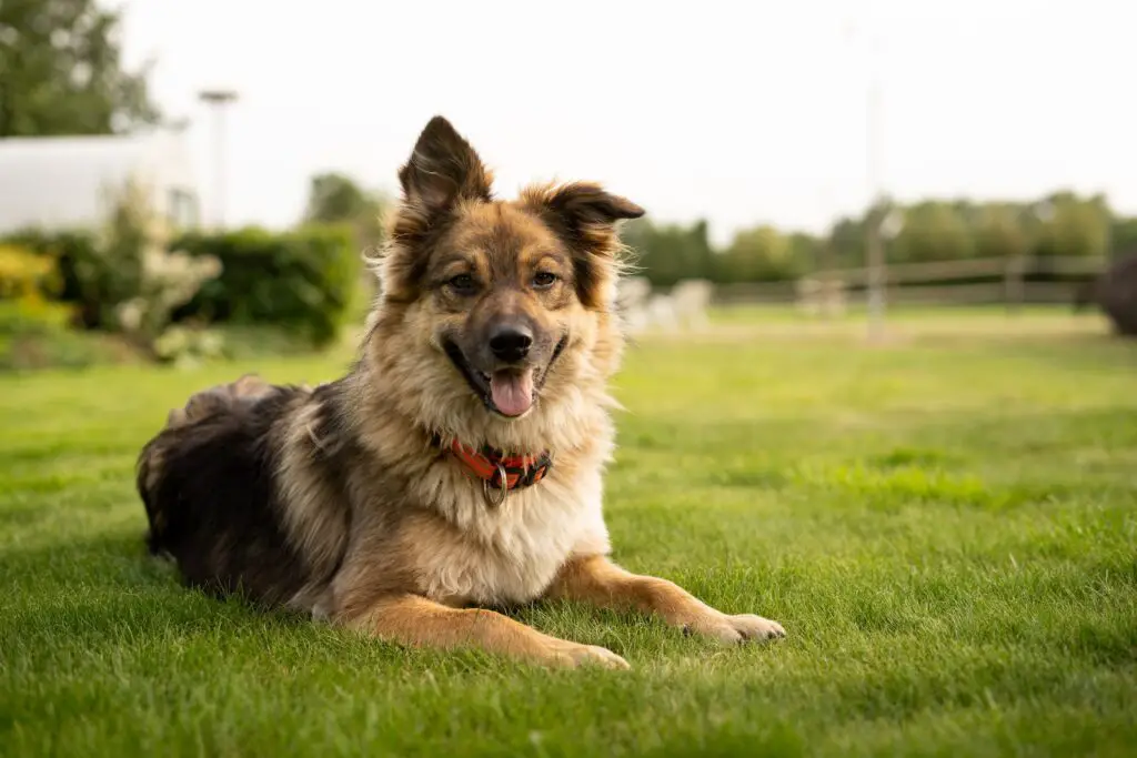 Ogród bez psich „prezentów” – jak zniechęcić psy do załatwiania się na trawniku