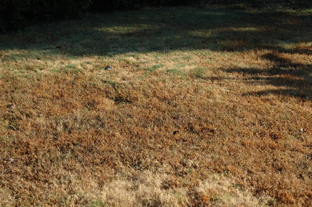 Wypalona trawa – czy można ją uratować? Praktyczne porady dla posiadaczy ogrodu