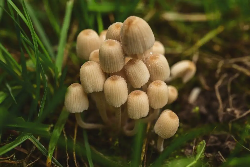 Grzyby na trawniku – jak się ich pozbyć? Najlepsze sposoby walki z grzybami