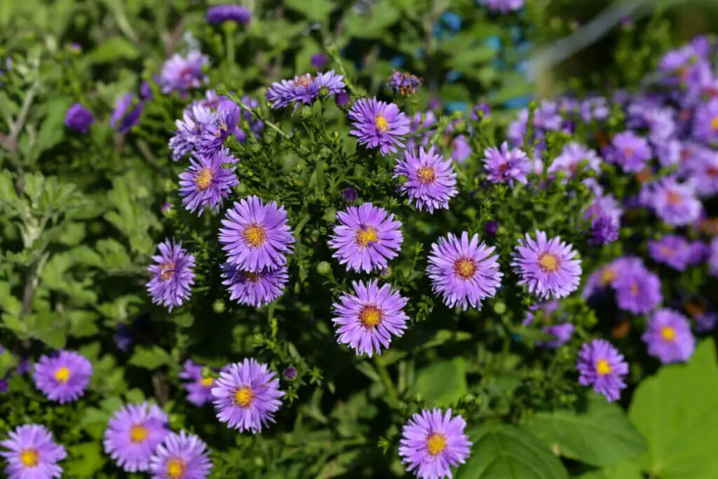 Closeup shot of purple astra perennial flowers
