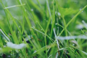 Czy można kosić mokrą trawę? Odpowiedź na najczęściej zadawane pytanie o koszenie