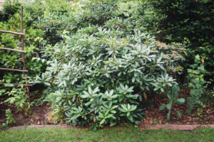 Zimowa pielęgnacja rododendrona - co z liśćmi? Czy rododendron gubi liście na zimę?