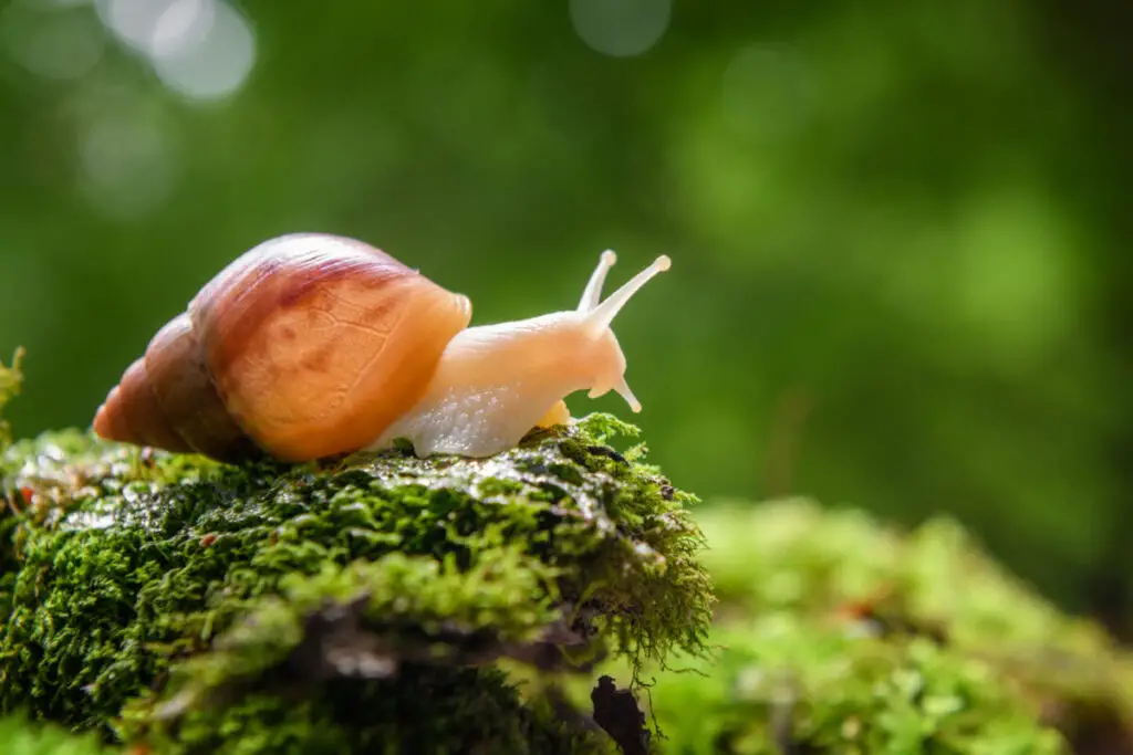 Rzodkiewka i ślimaki – jak zabezpieczyć swoją pracę? Ochrona roślin przed szkodnikami w przydomowym ogrodzie