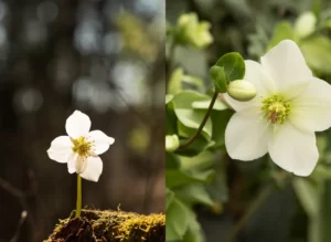 Ciemiernik biały – kwiat, który kwitnie w listopadzie