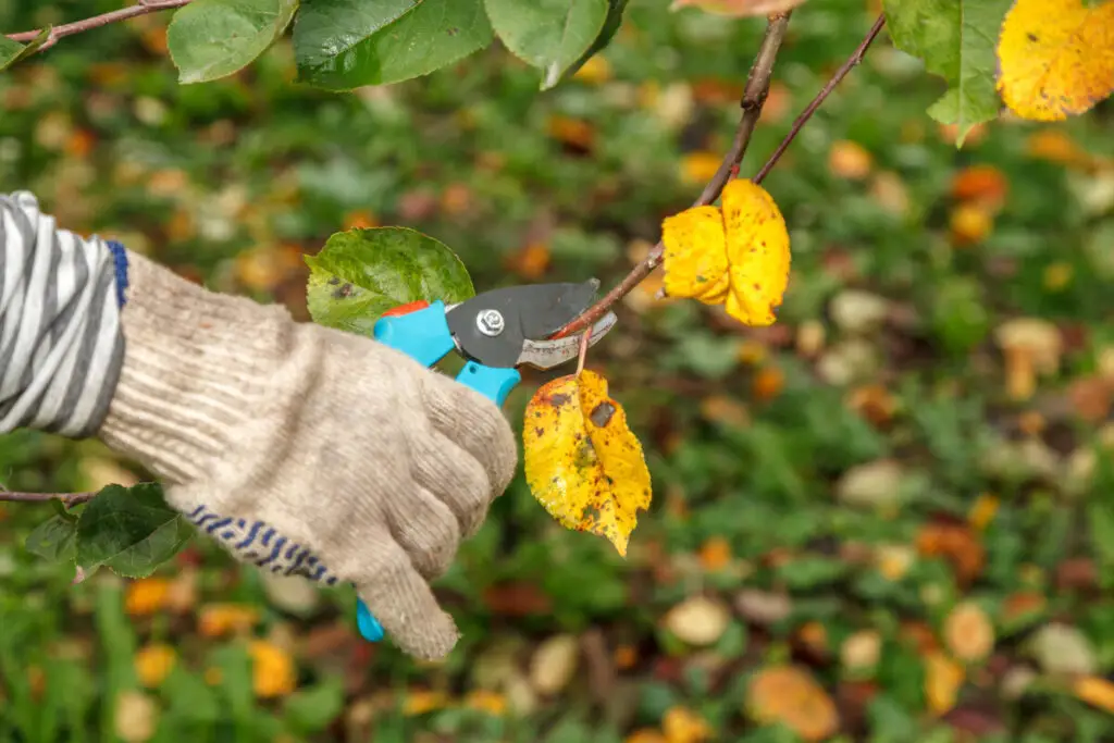 Co przycinać w listopadzie – jak dbać o ogród przed zimą?