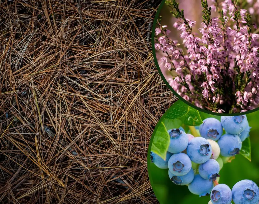 Jakie igliwie pod borówki, wrzosy i rododendrony? Poradnik ogrodniczy