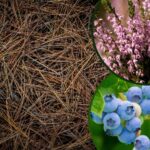 Jakie igliwie pod borówki, wrzosy i rododendrony? Poradnik ogrodniczy
