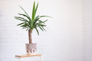 Juka aloesowa – subtelna i efektowna roślina do Twojego domu