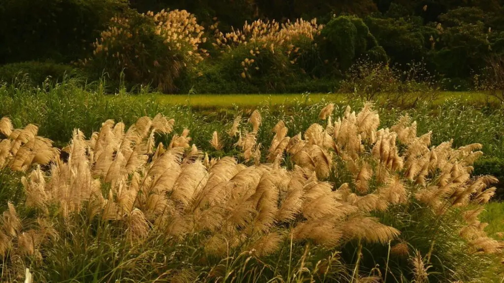 Kiedy trawa pampasowa odbija po zimie?