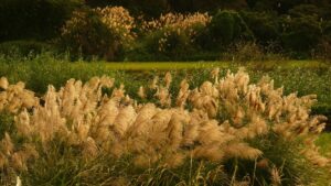 Kiedy trawa pampasowa odbija po zimie?