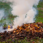 Palenie liści – ryzyko kary nawet do 5 tys. zł