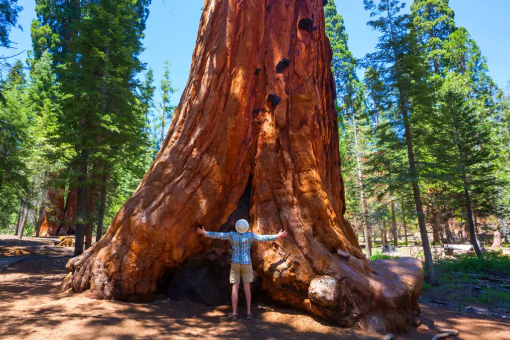 Sekwoja – największe drzewo na świecie. Ciekawostki i informacje