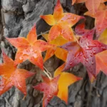 Ambrowiec balsamiczny – niezwykłe drzewo o balsamicznych właściwościach