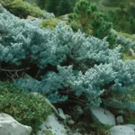 Jałowiec płożący ‘Wiltonii’ – idealny krzew do ogrodów skalnych i na skarpy