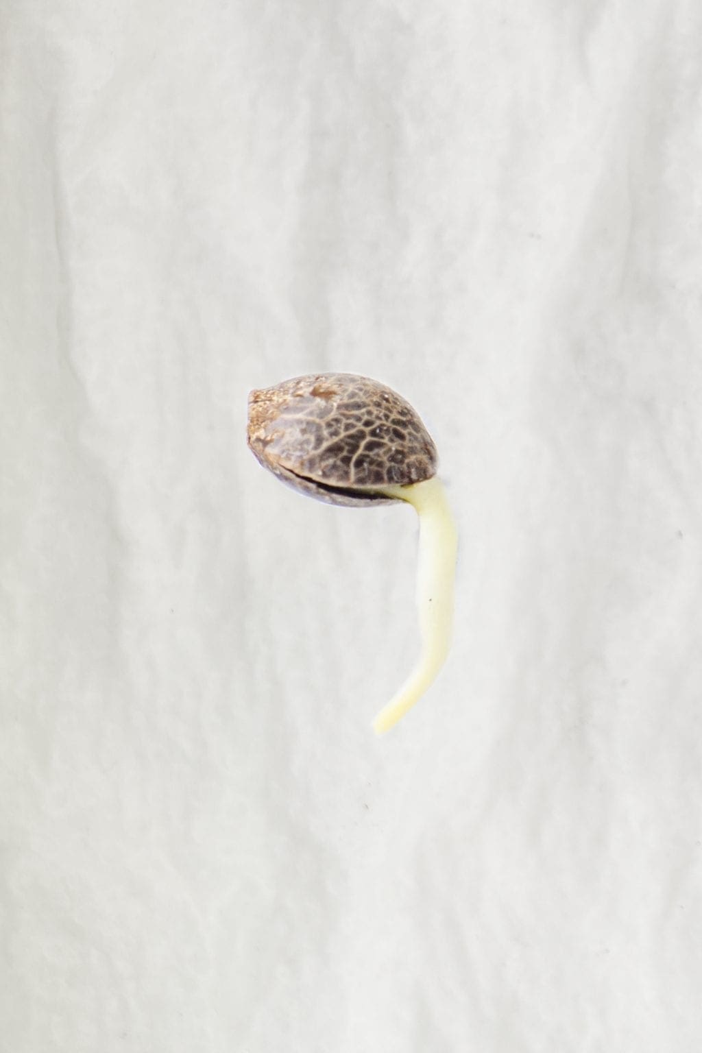 cannabis seed germination tap root