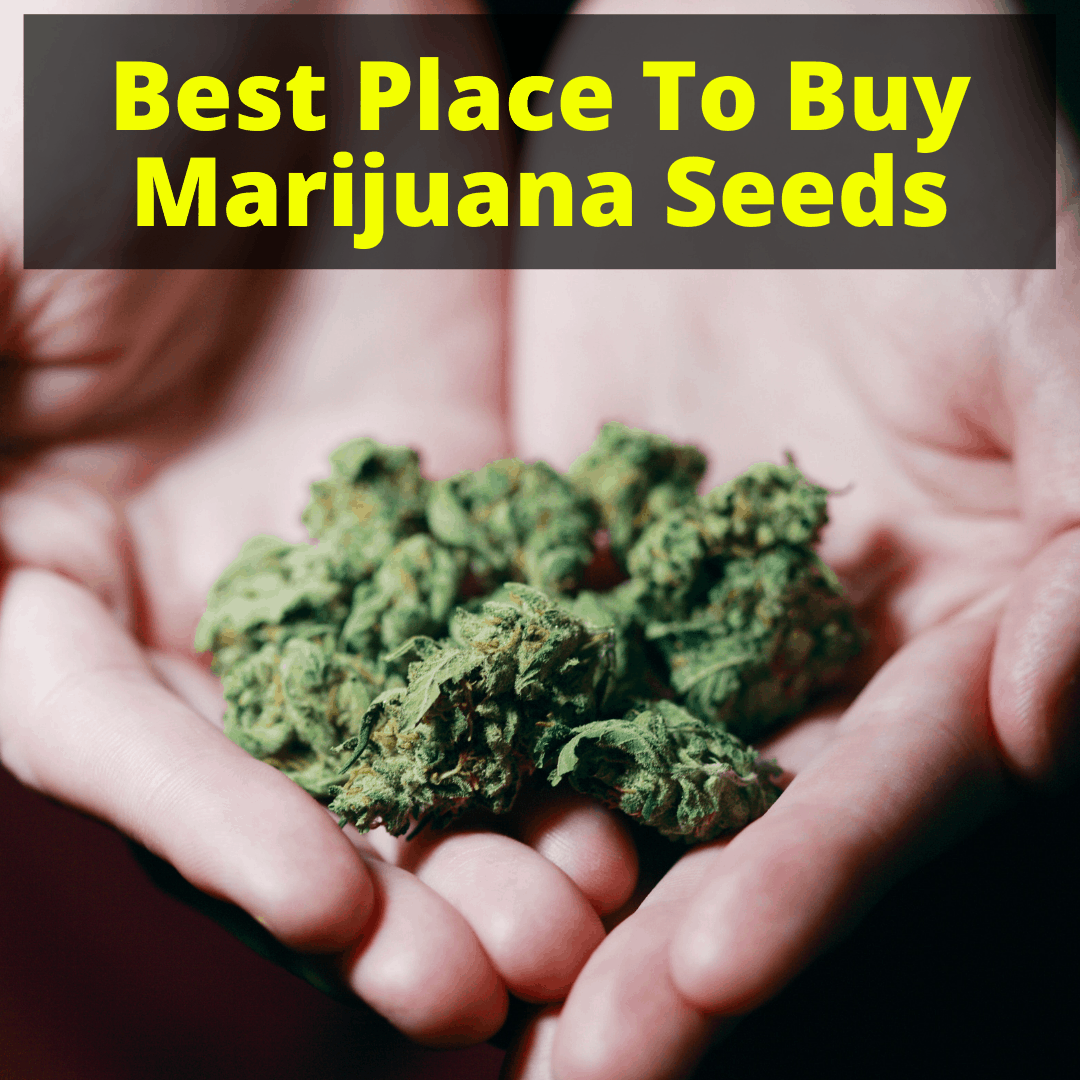 Best Place To Buy Marijuana Seeds