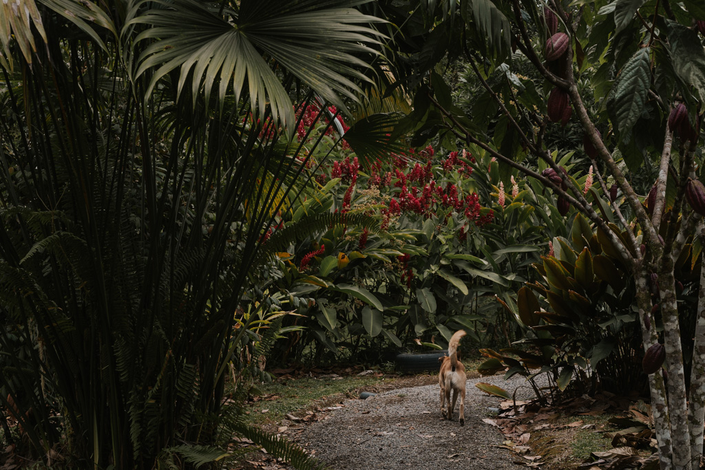 dog along lush rainforest pathway on a chocolate tour costa rica