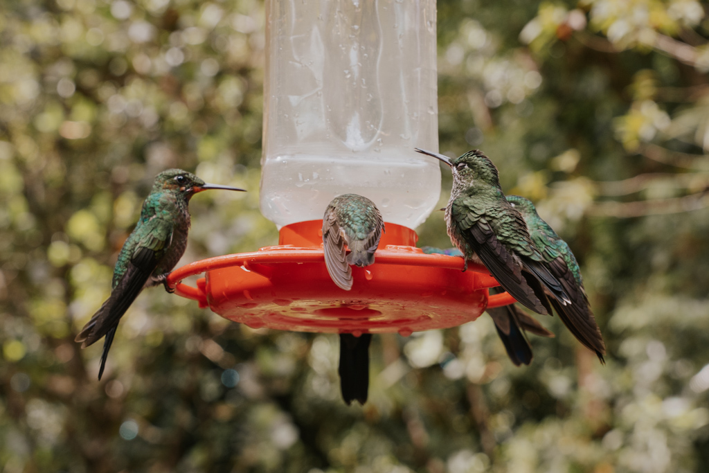 three green hummingbirds at a feeder at Monteverde cloud forest