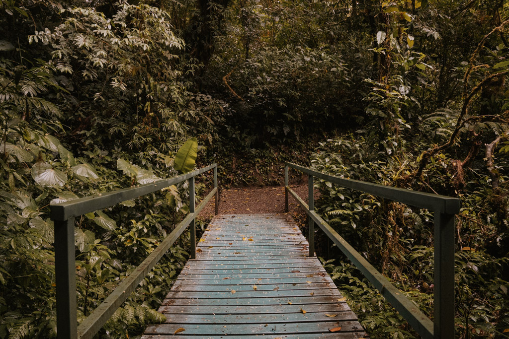 blue wooden bridge in Monteverde Cloud Forest Biological Preserve